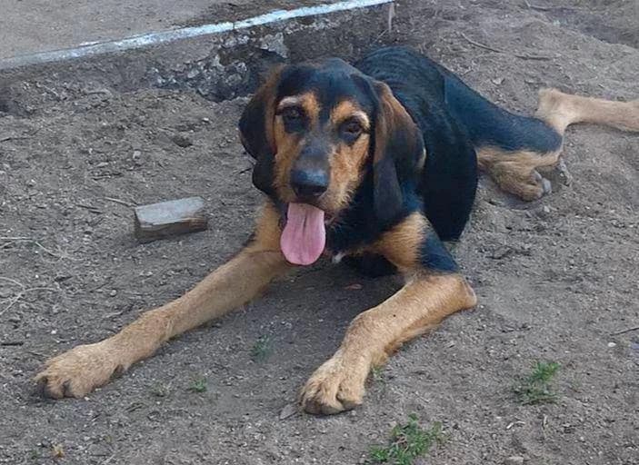 Ulysse, male 3yo Mixed Breed for adoption at Refuge de Beauregard