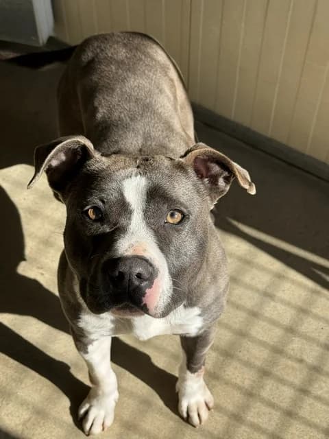 Violette, female 4yo Mixed Breed for adoption at Refuge de Beauregard