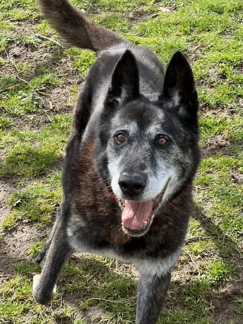 Zlatan, male senior Mixed Breed for adoption at Refuge de Beauregard