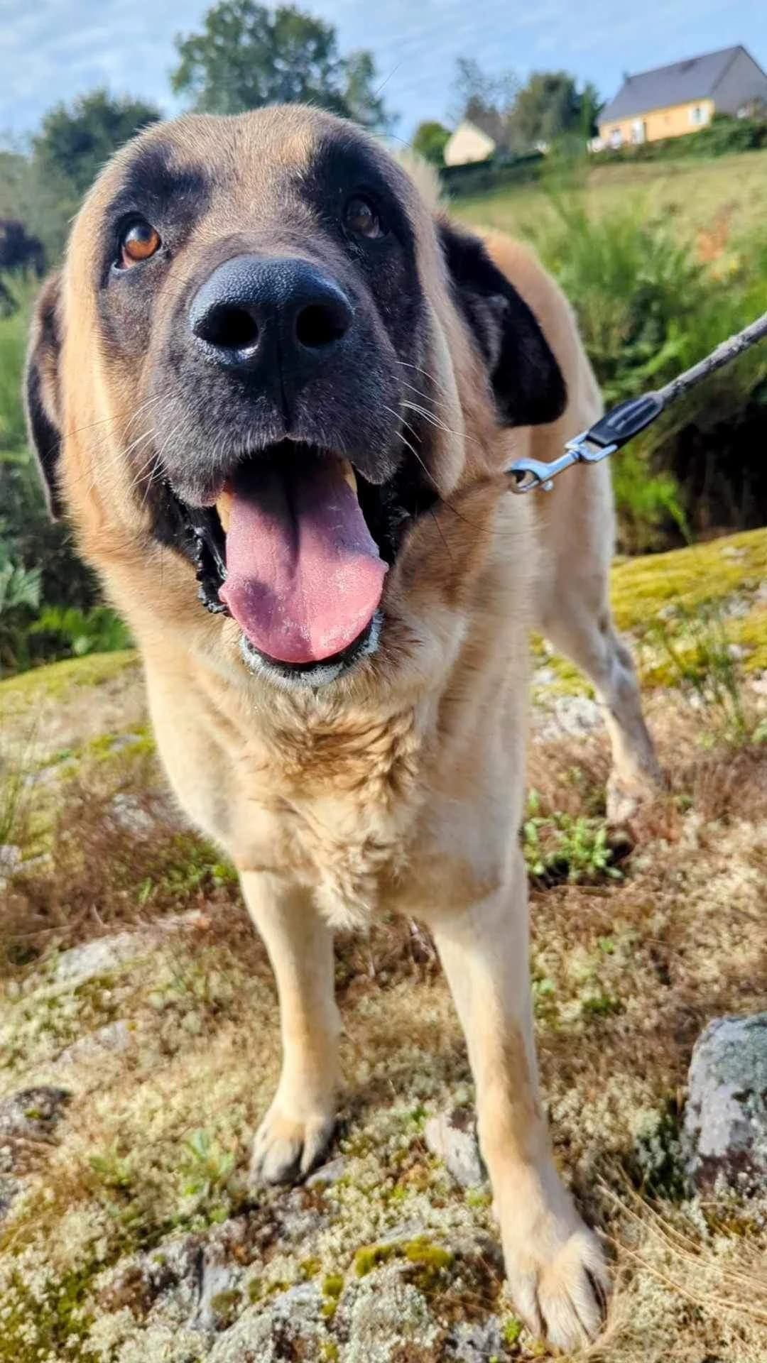 ASLAM / OSLO, male 7yo mixed breed for adoption at Refuge Bienvenue du Pays Gentiane