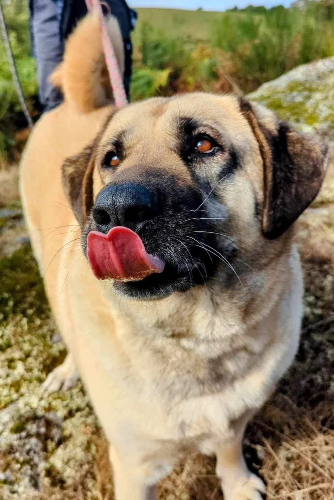 RITTA / OMAG, female 7yo mixed breed for adoption at Refuge Bienvenue du Pays Gentiane