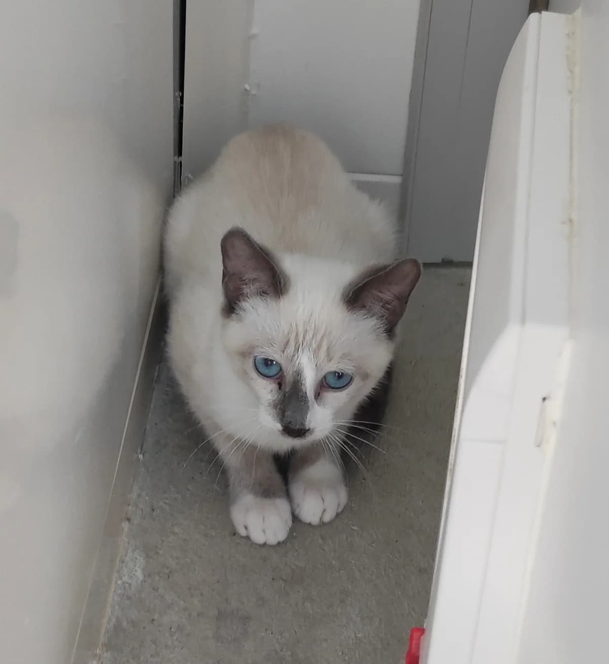 VEGAS, Siamois male young Mixed Breed for adoption at Refuge Animalier de Brax