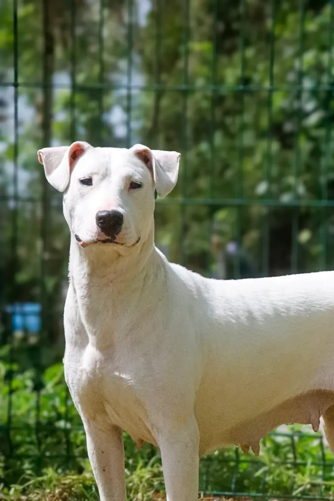 VOLCANE, Blanche female 3yo American Staffordshire Terrier for adoption at Refuge Animalier de Brax