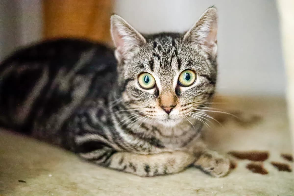 VERINE, Tigree female young Mixed Breed for adoption at Refuge Animalier de Brax