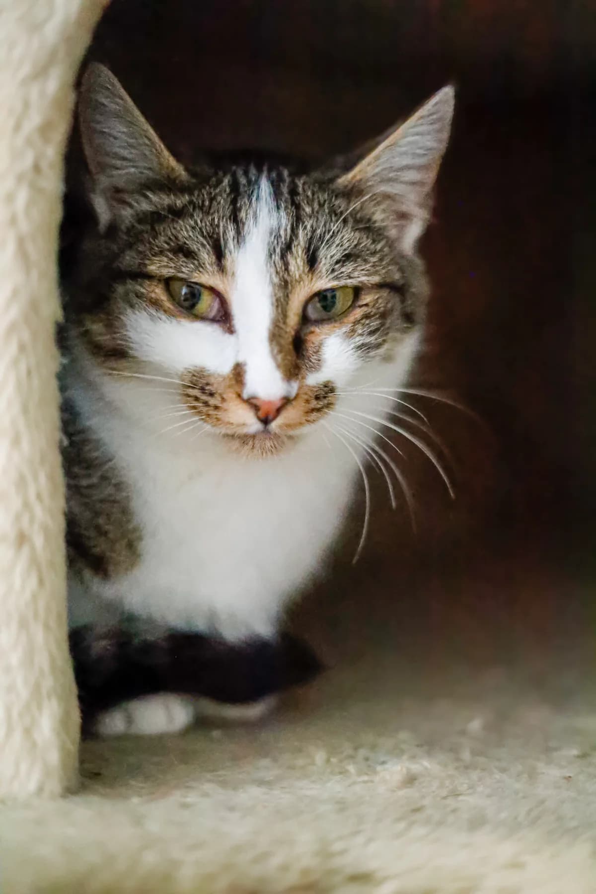 VOLARE, Tigre blanc male young Mixed Breed for adoption at Refuge Animalier de Brax