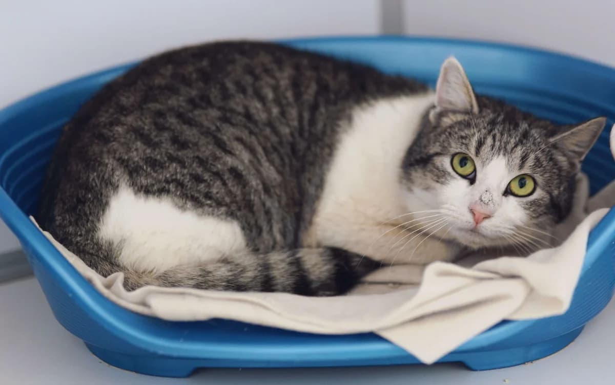UFENS, Tigre blanc male 3yo Mixed Breed for adoption at Refuge Animalier de Brax