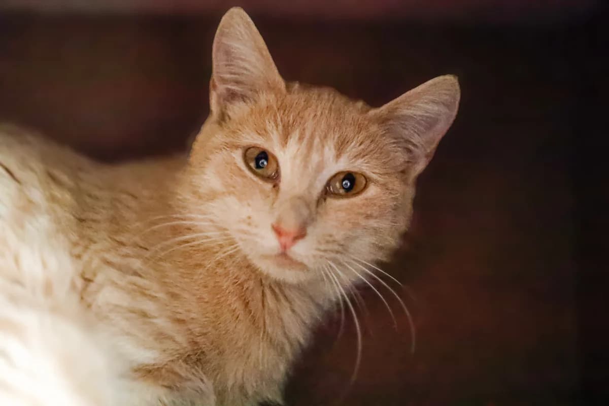 VIRGINIA, Creme female young Mixed Breed for adoption at Refuge Animalier de Brax