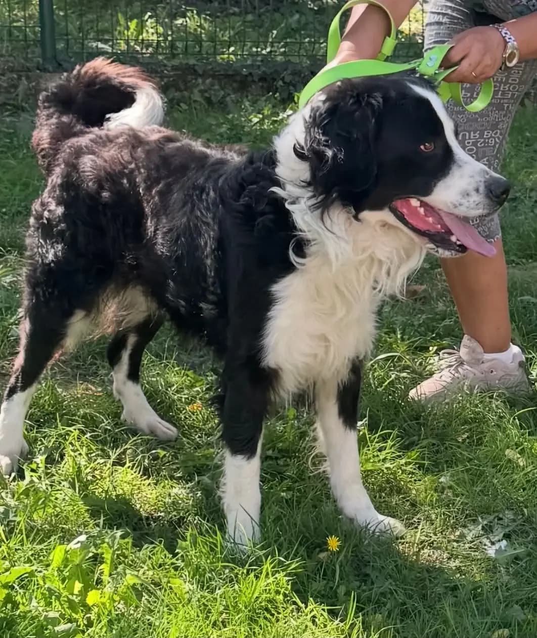 ATLAN, noir et blanc male young Bernese Mountain Dog for adoption at Refuge Animalier de Brax