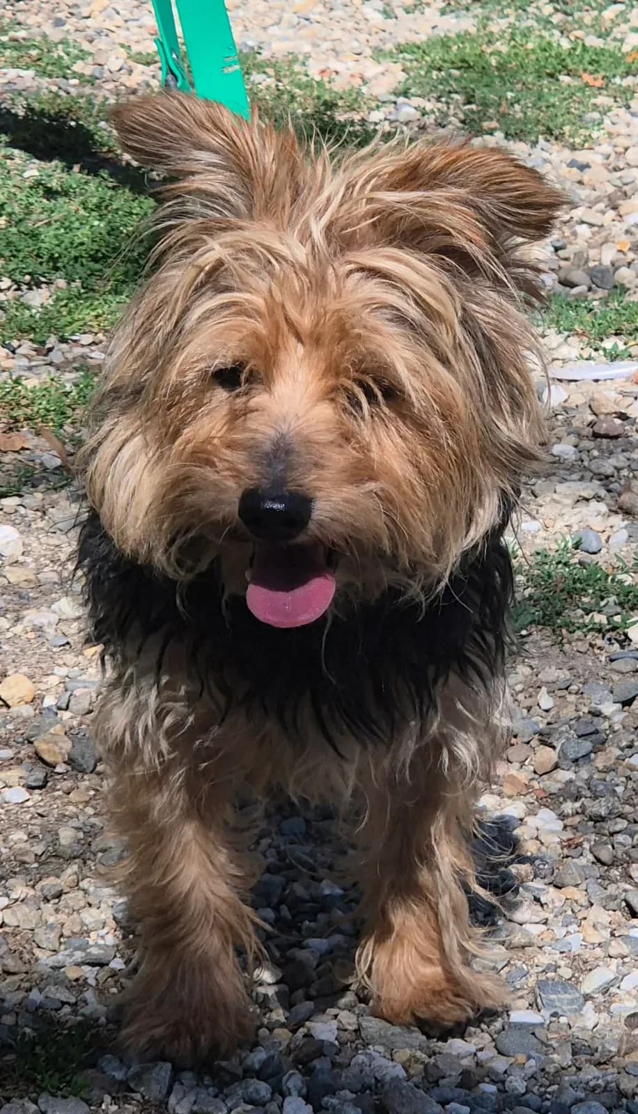 MILTON, Noir et feu male senior Yorkshire Terrier for adoption at Refuge Animalier de Brax