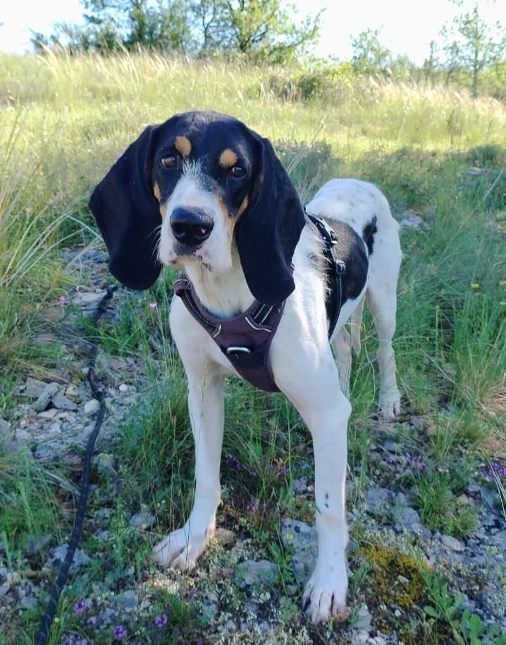 ALTO, male young Mixed Breed for adoption at Refuge Canin Lotois