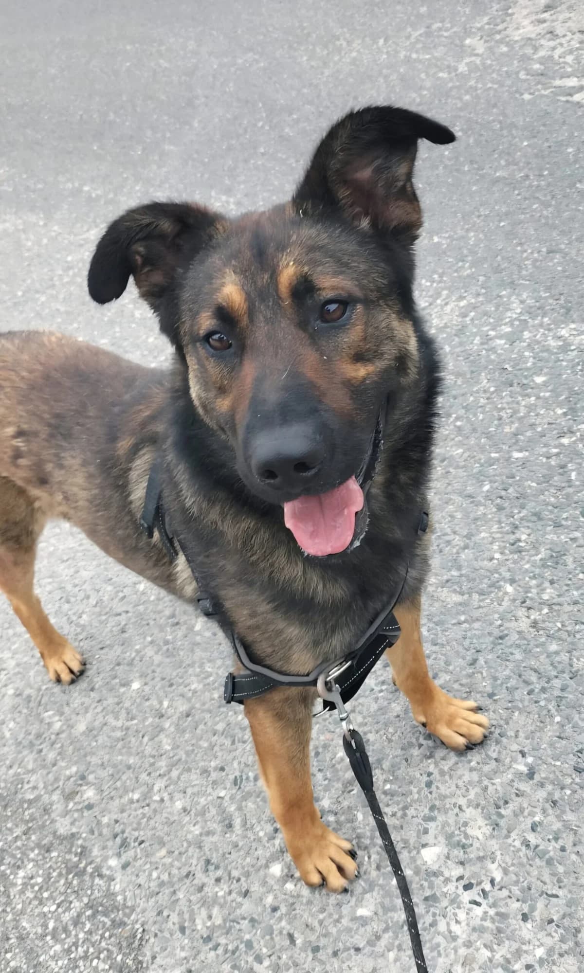 DODO, male young Mixed Breed for adoption at Refuge Canin Lotois