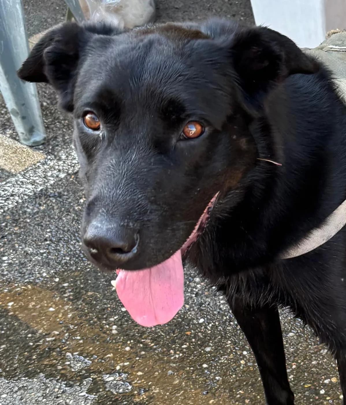 Funky, male 5yo Mixed Breed for adoption at Refuge Canin Lotois