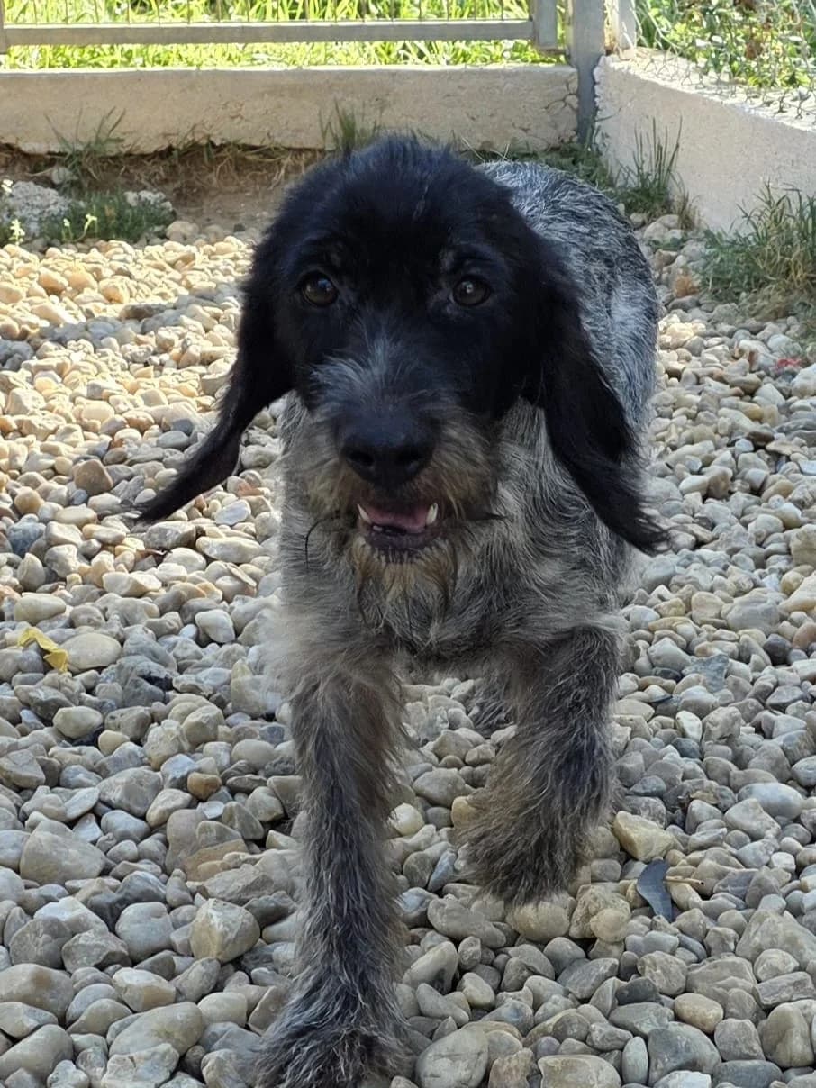 HILTON, female 3yo Mixed Breed for adoption at Refuge Canin Lotois