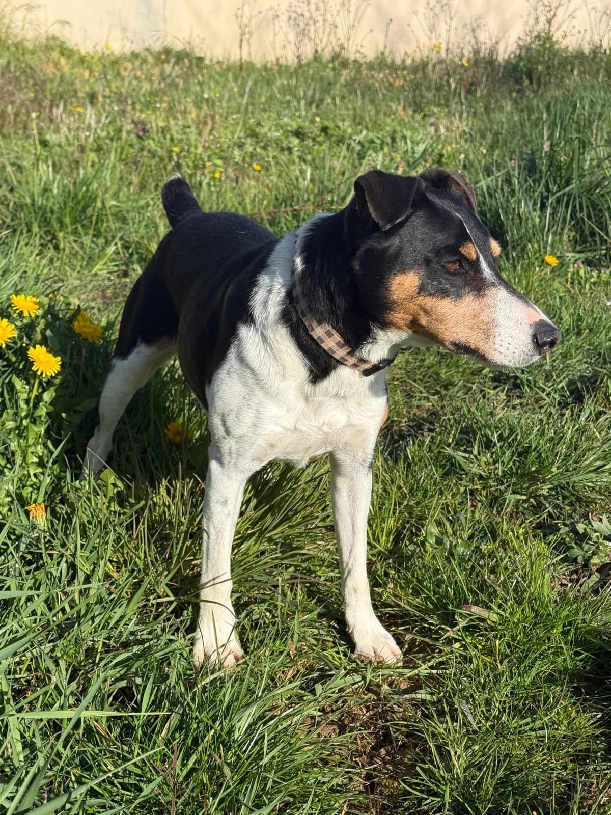 Melchior, male 7yo Mixed Breed for adoption at Refuge Canin Lotois