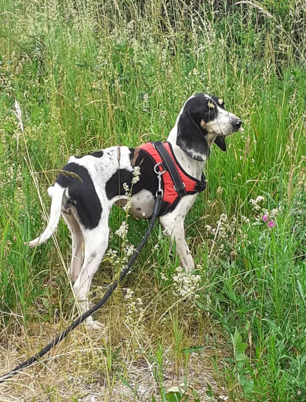 MERCREDI, female 4yo Mixed Breed for adoption at Refuge Canin Lotois