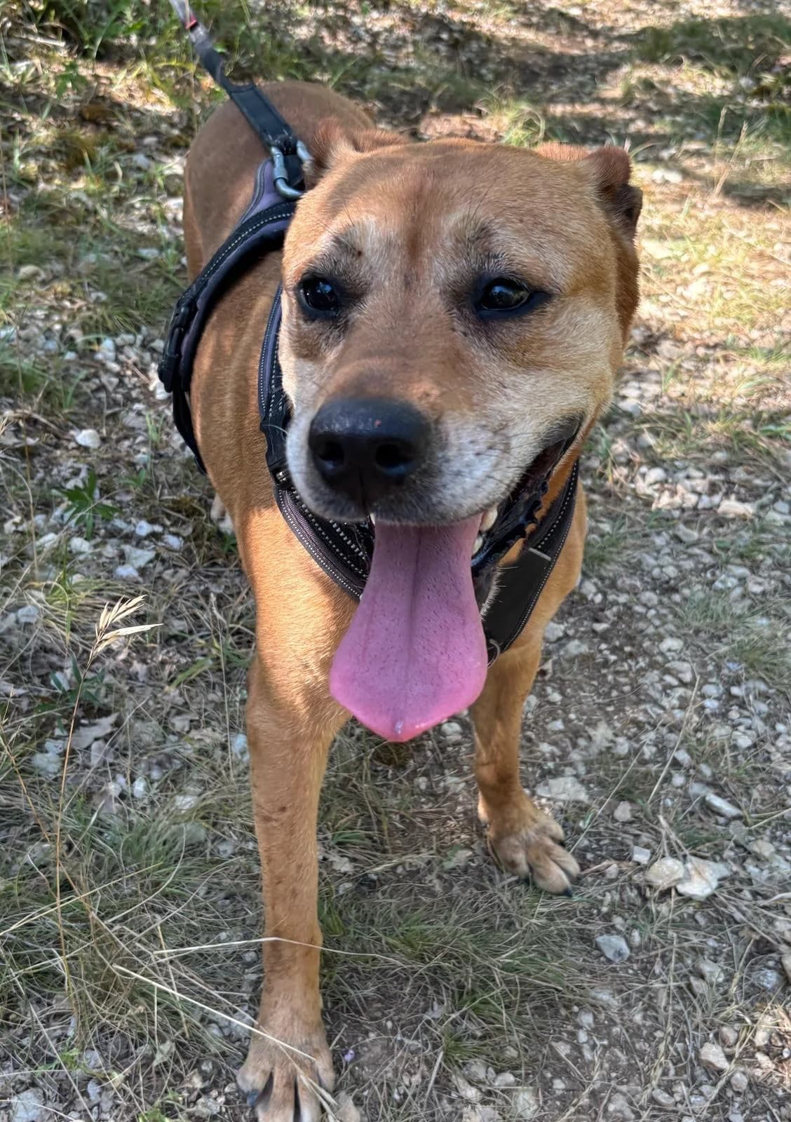 NAYA, female senior Mixed Breed for adoption at Refuge Canin Lotois