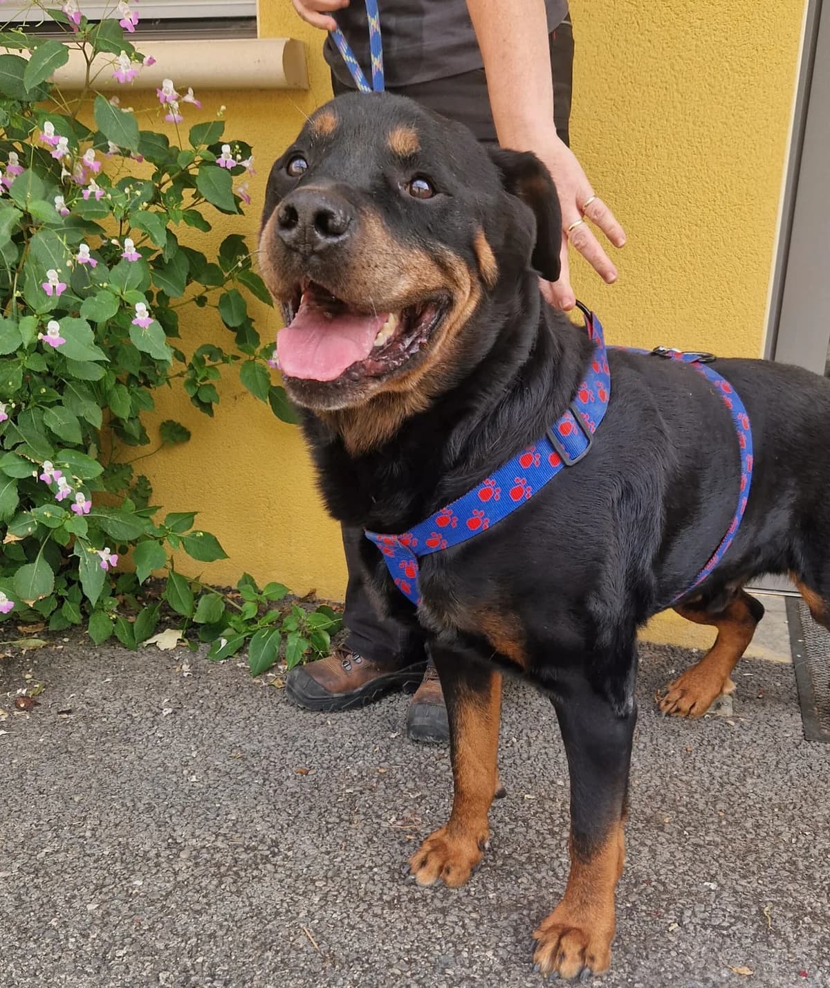 NEÏKO, male senior Mixed Breed for adoption at Refuge Canin Lotois
