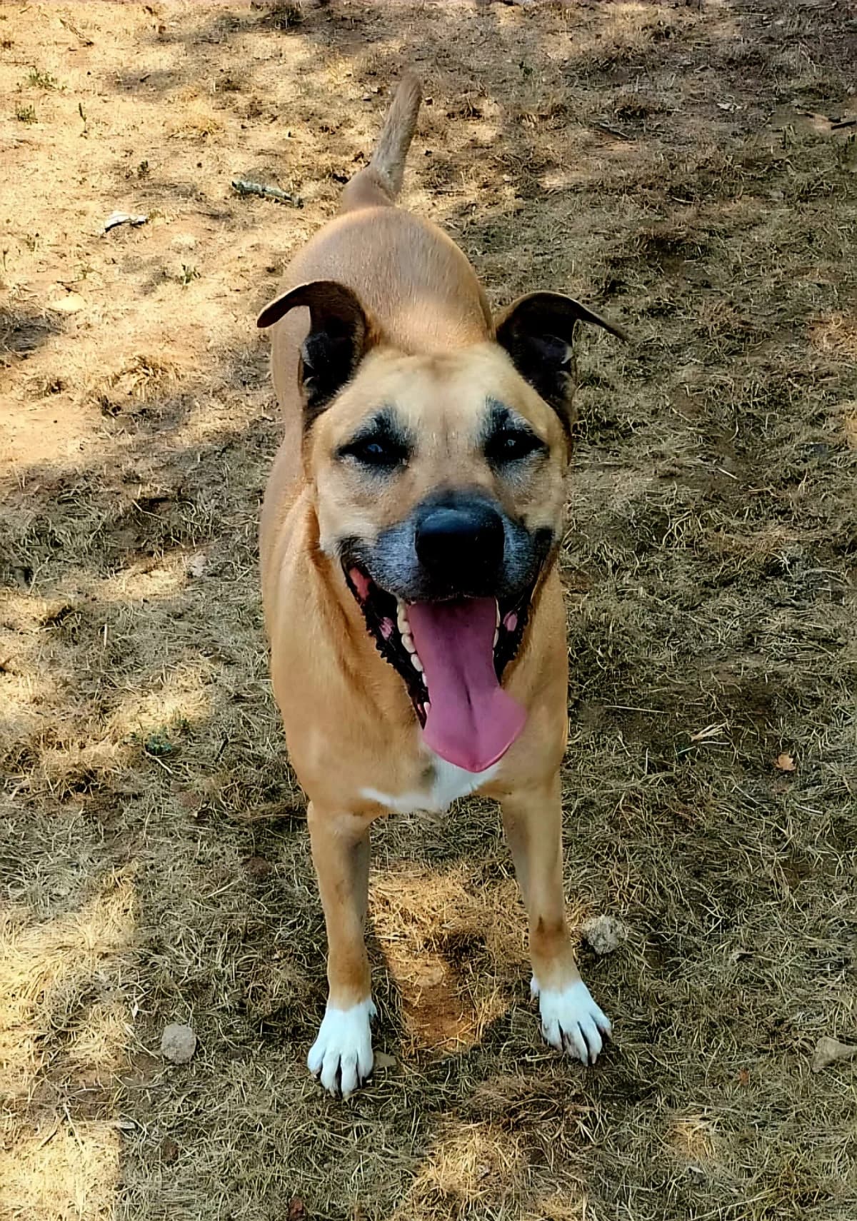 OASIS, male senior Mixed Breed for adoption at Refuge Canin Lotois