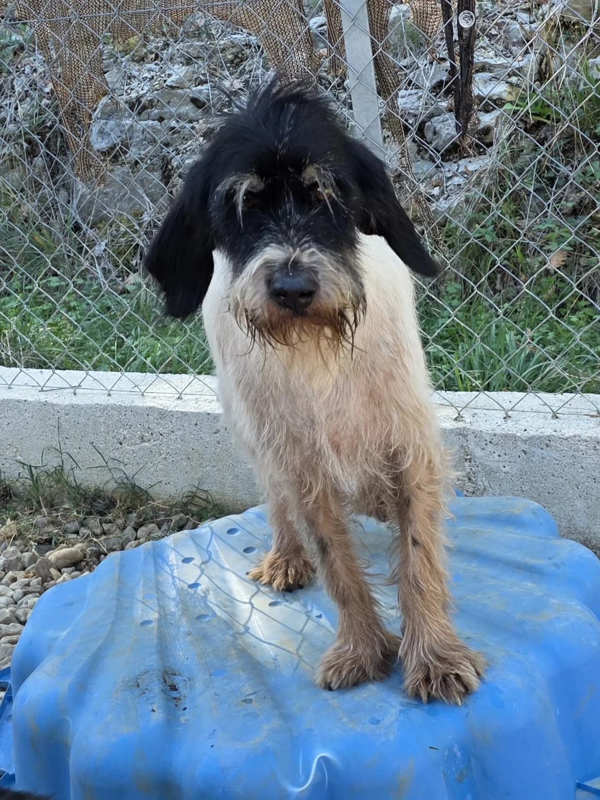 PARIS, female 5yo Mixed Breed for adoption at Refuge Canin Lotois