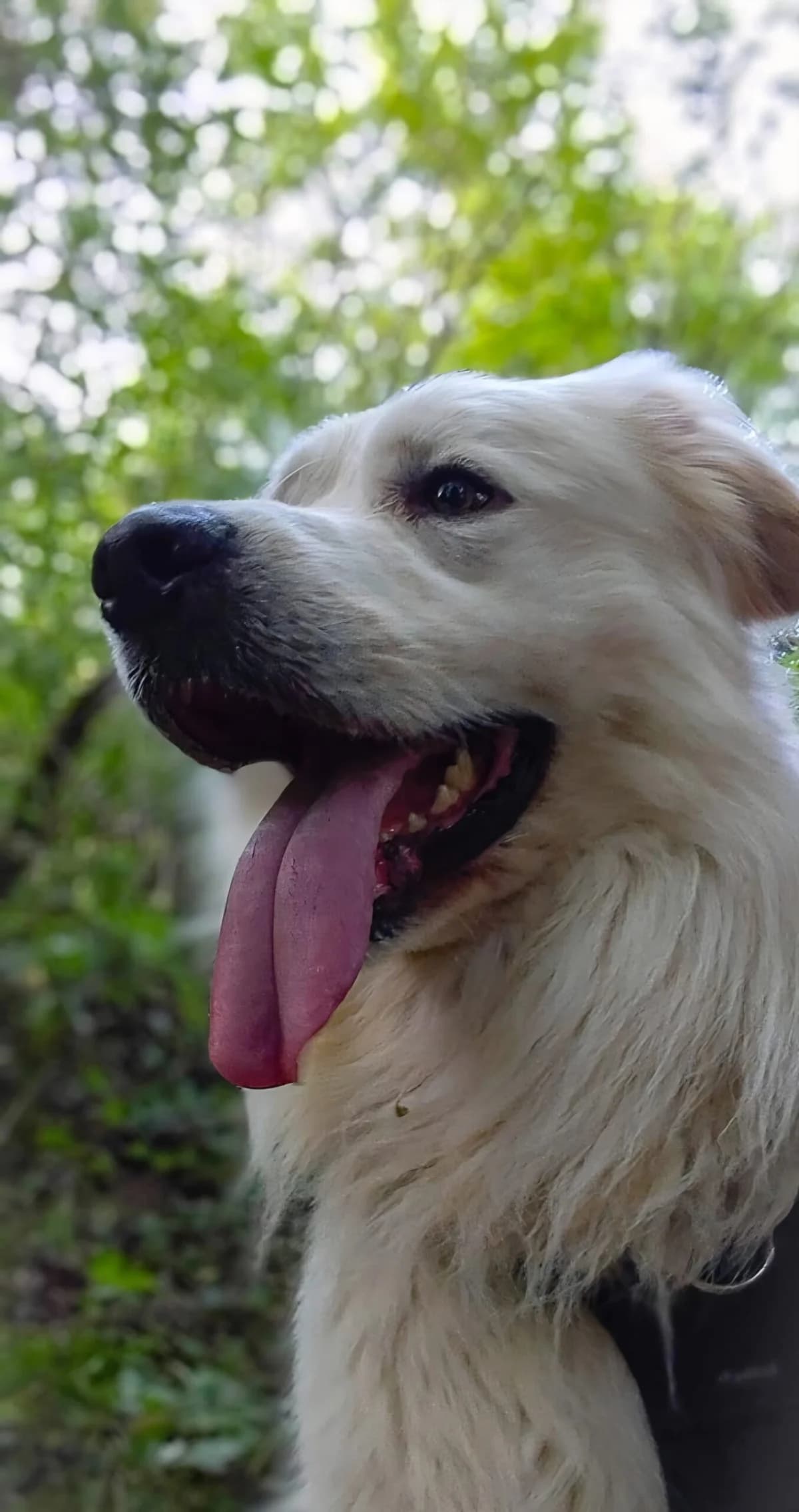 PATOU, male young Mixed Breed for adoption at Refuge Canin Lotois