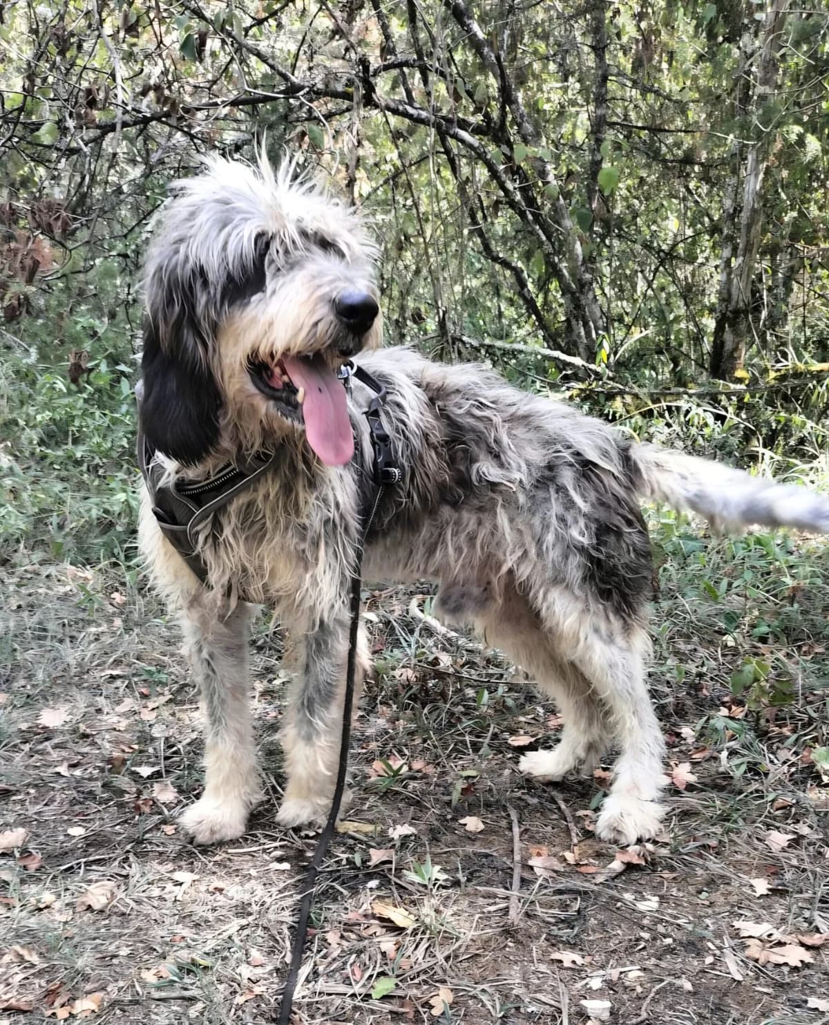 TARTUFE, male senior Mixed Breed for adoption at Refuge Canin Lotois
