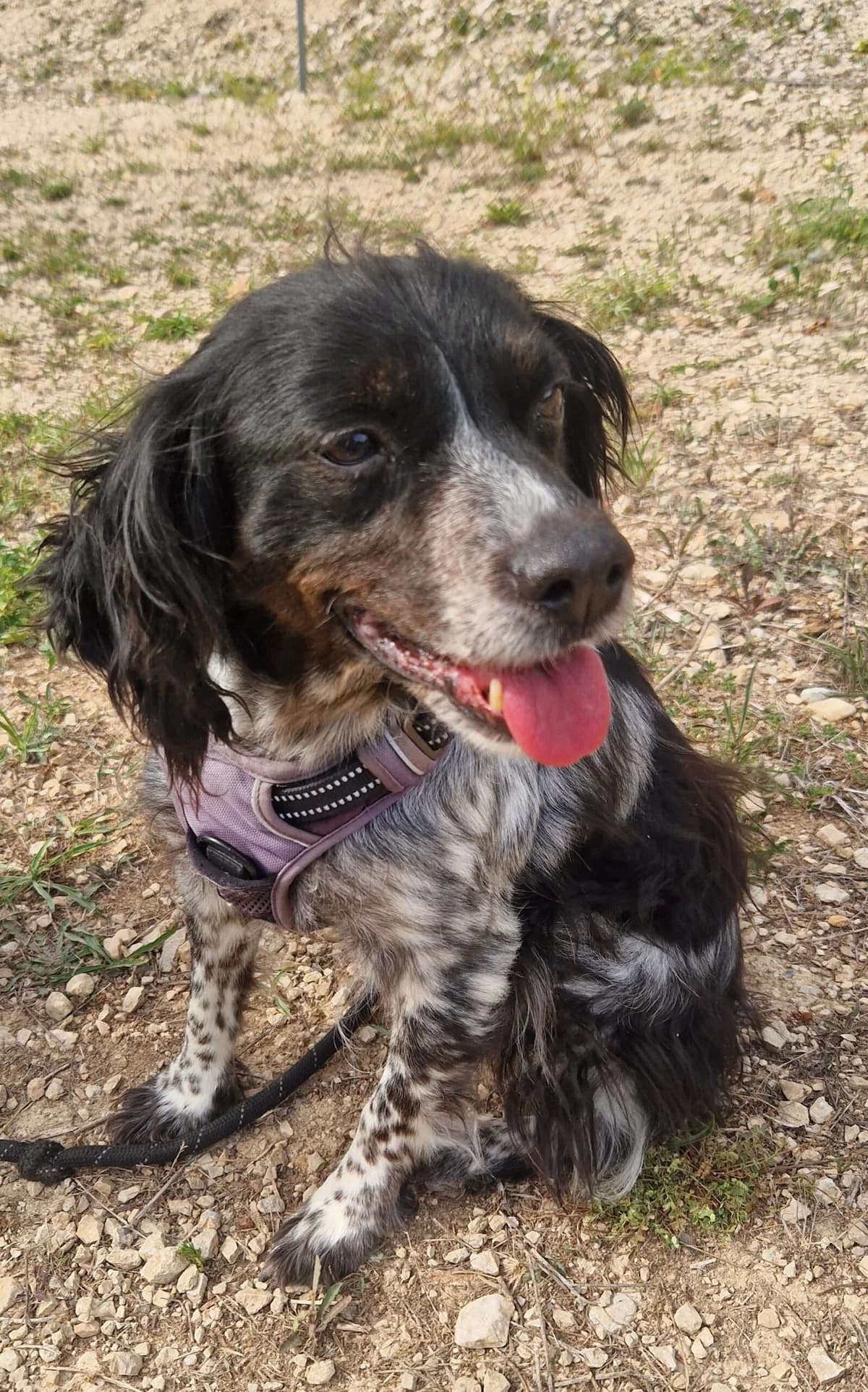 TINA, female senior Mixed Breed for adoption at Refuge Canin Lotois