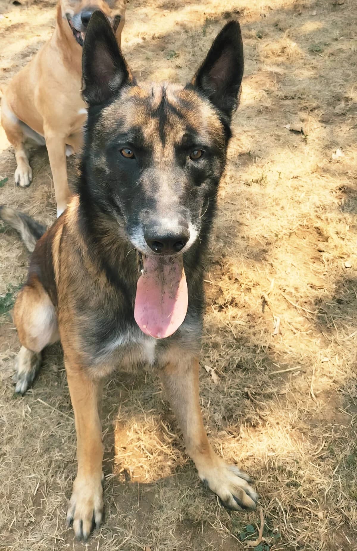 UNITED, male 4yo Mixed Breed for adoption at Refuge Canin Lotois