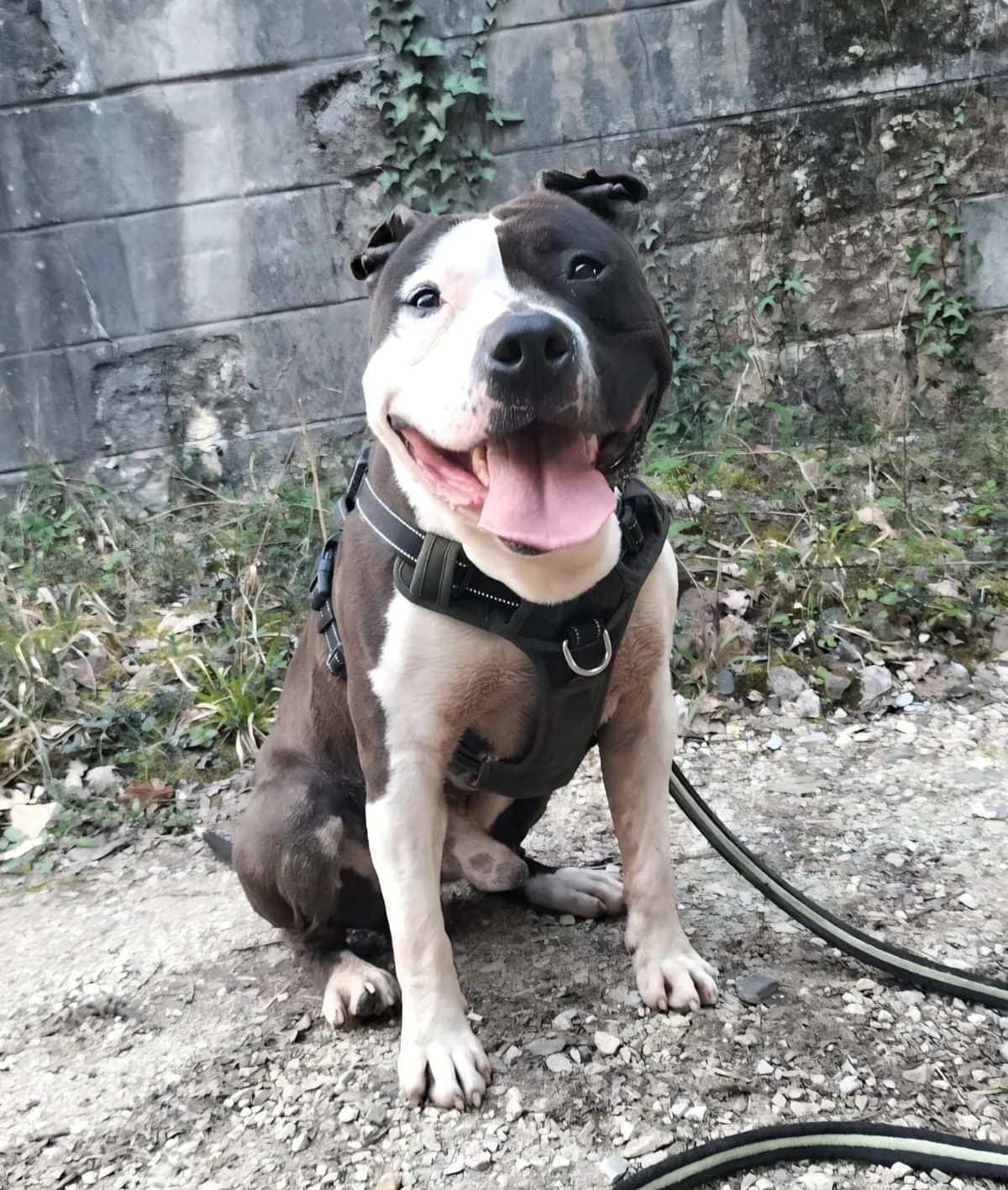 VOLKAN, male 6yo Mixed Breed for adoption at Refuge Canin Lotois