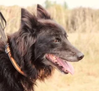 Finette, female senior Border Collie for adoption at Refuge Capucine