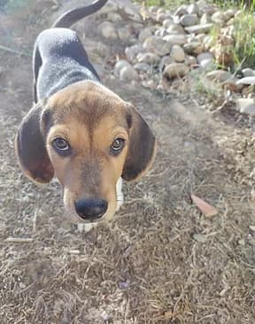 Boule, male puppy Beagle for adoption at Refuge Capucine