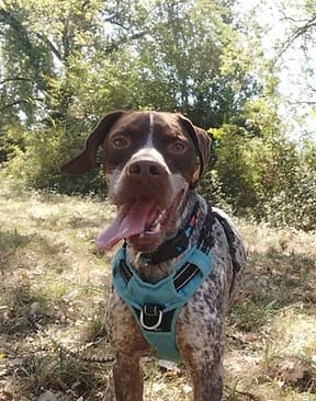 Balto, male 4yo German Shorthaired Pointer for adoption at Refuge Capucine