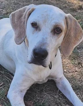 Betty, female young Pointer for adoption at Refuge Capucine