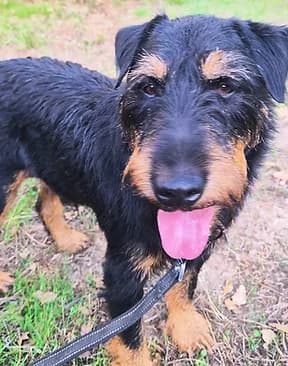 Hubert, male senior mixed breed for adoption at Refuge Capucine