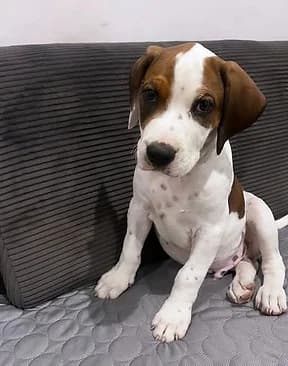 Bowie, male puppy Mixed Breed for adoption at Refuge Capucine