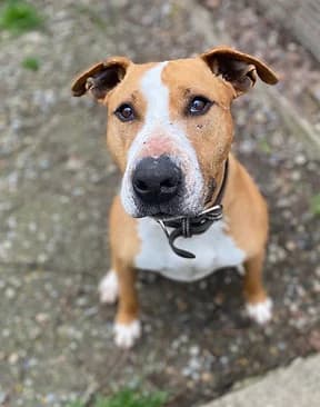 Flash, male senior Bull Terrier for adoption at Refuge Capucine