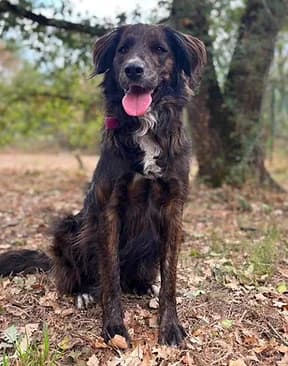 Titounet, male young Border Collie for adoption at Refuge Capucine