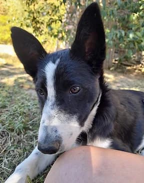 Bimbo, female puppy Border Collie for adoption at Refuge Capucine