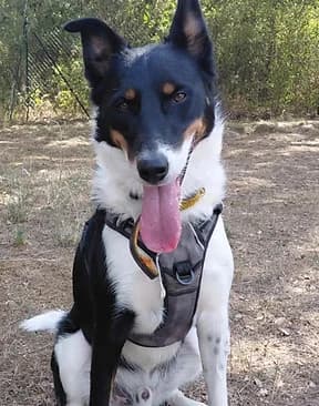 Roucky, male young Border Collie for adoption at Refuge Capucine