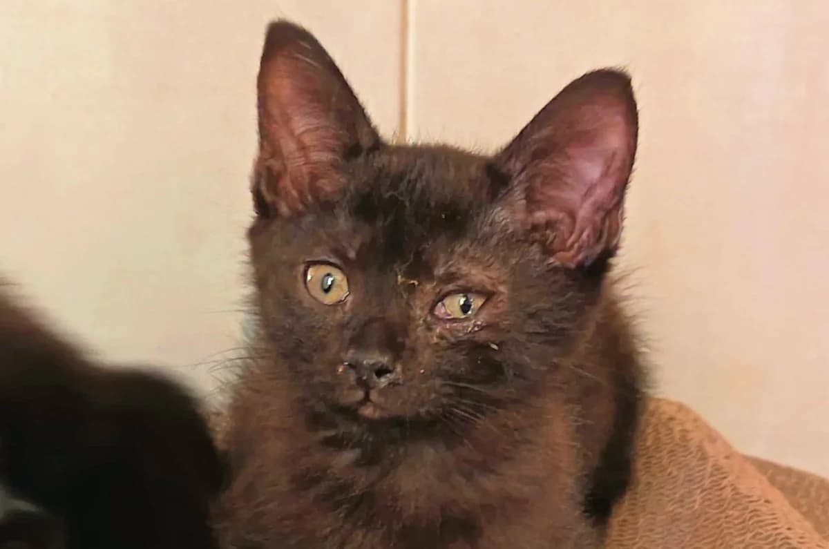 ARES, puppy Mixed Breed for adoption at Refuge de Lagoubran A.T.A.C