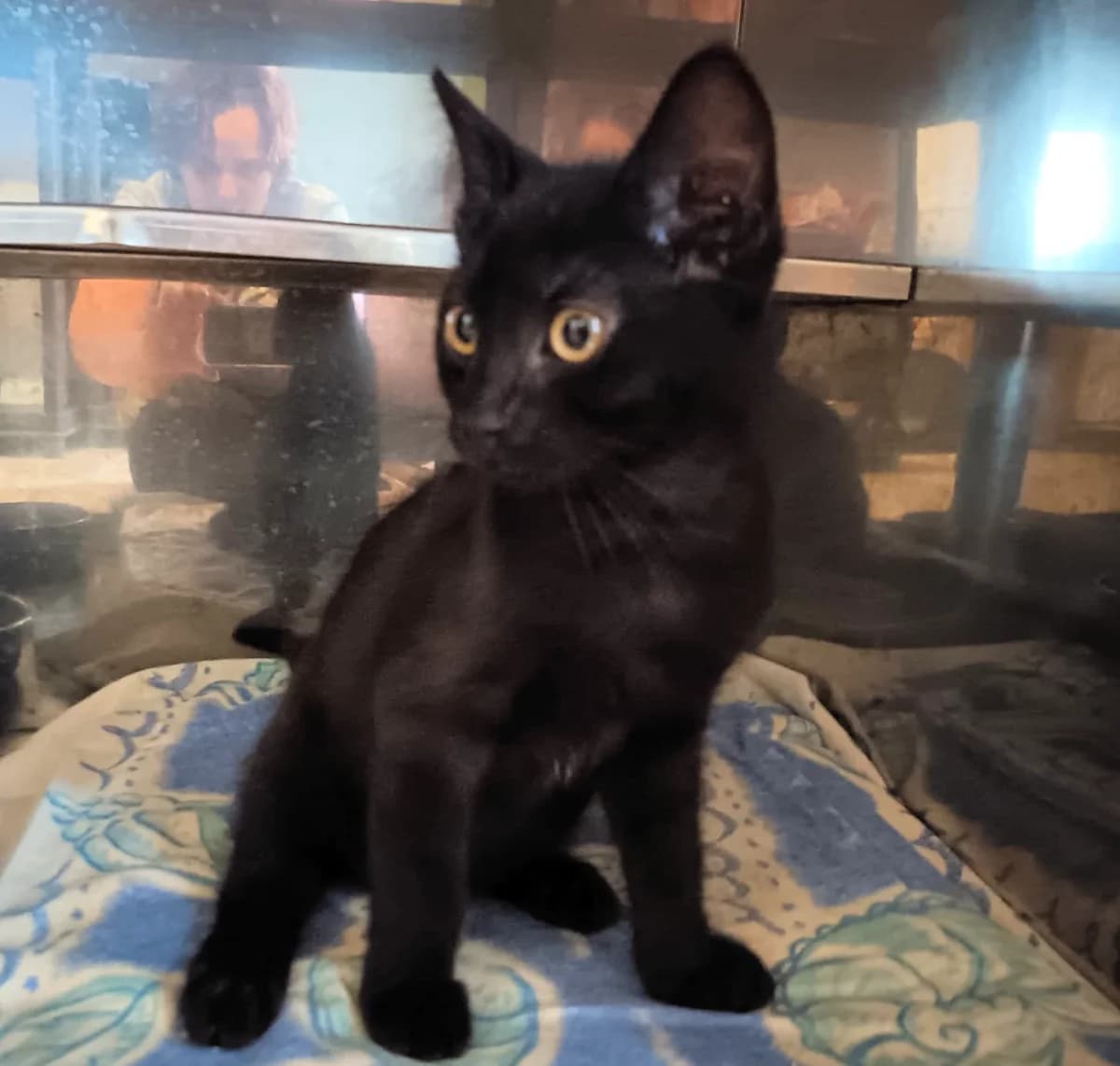 UNO, puppy Mixed Breed for adoption at Refuge de Lagoubran A.T.A.C