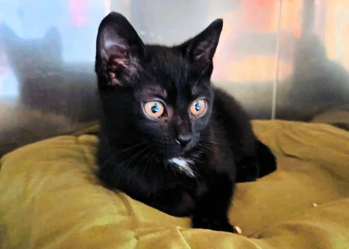 DUCHESSE (2), puppy Mixed Breed for adoption at Refuge de Lagoubran A.T.A.C