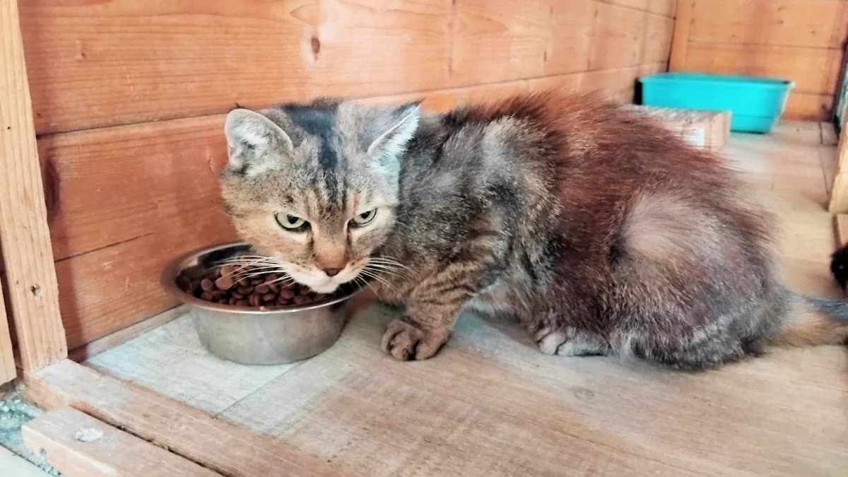 VANILLE, senior Mixed Breed for adoption at Refuge de Lagoubran A.T.A.C