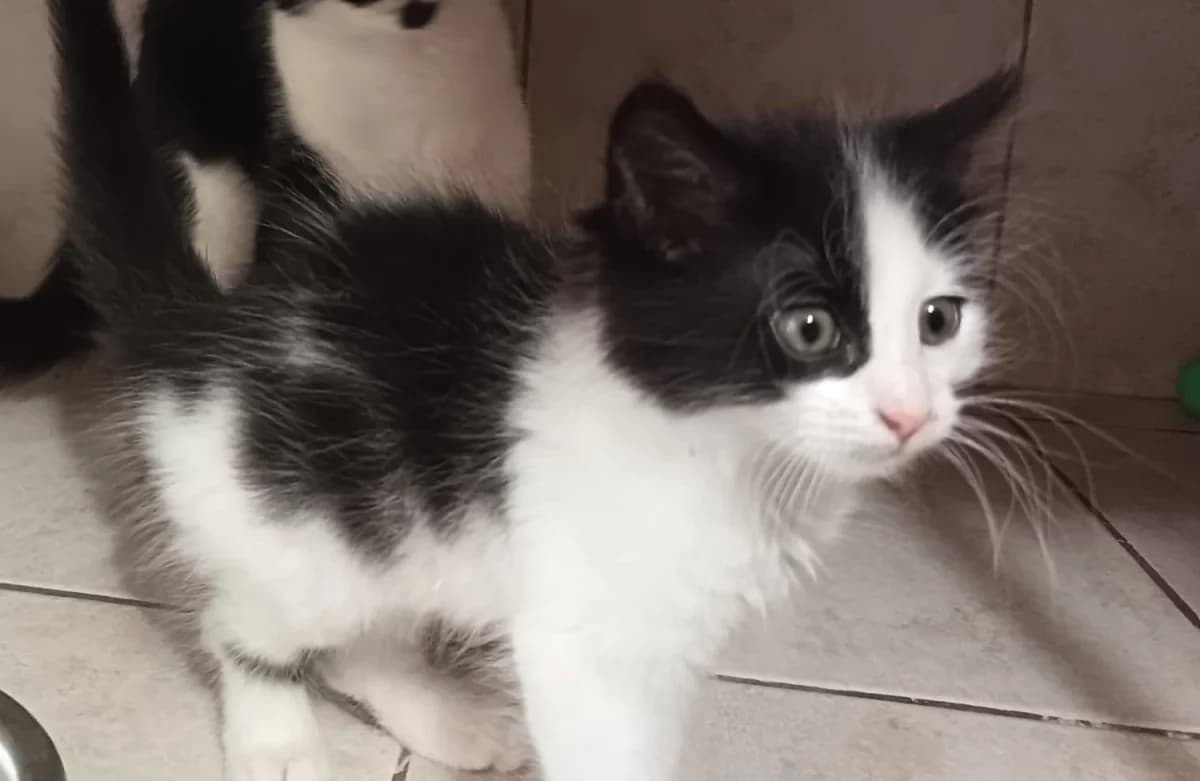 Filibert, puppy Mixed Breed for adoption at Refuge de Lagoubran A.T.A.C