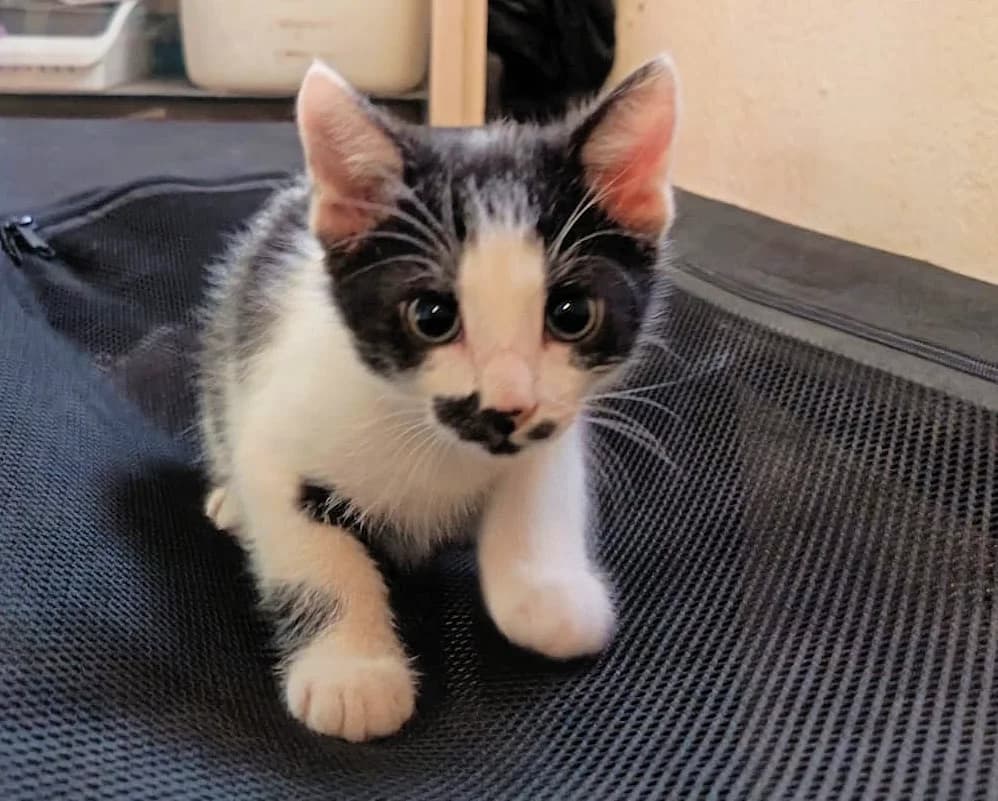 MARCEL, puppy Mixed Breed for adoption at Refuge de Lagoubran A.T.A.C