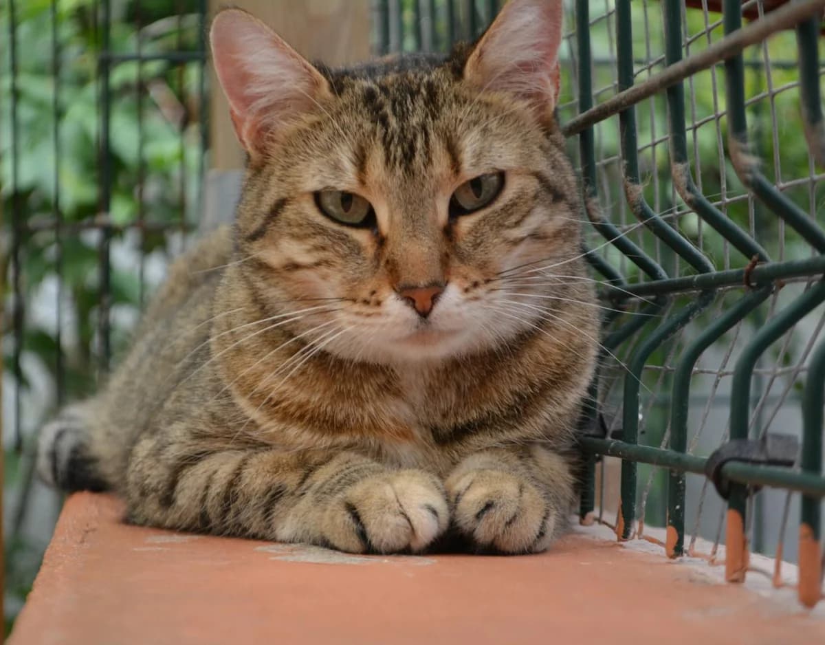 Altéa, female European Shorthair for adoption at Le Regroupement Des Chats Perdus