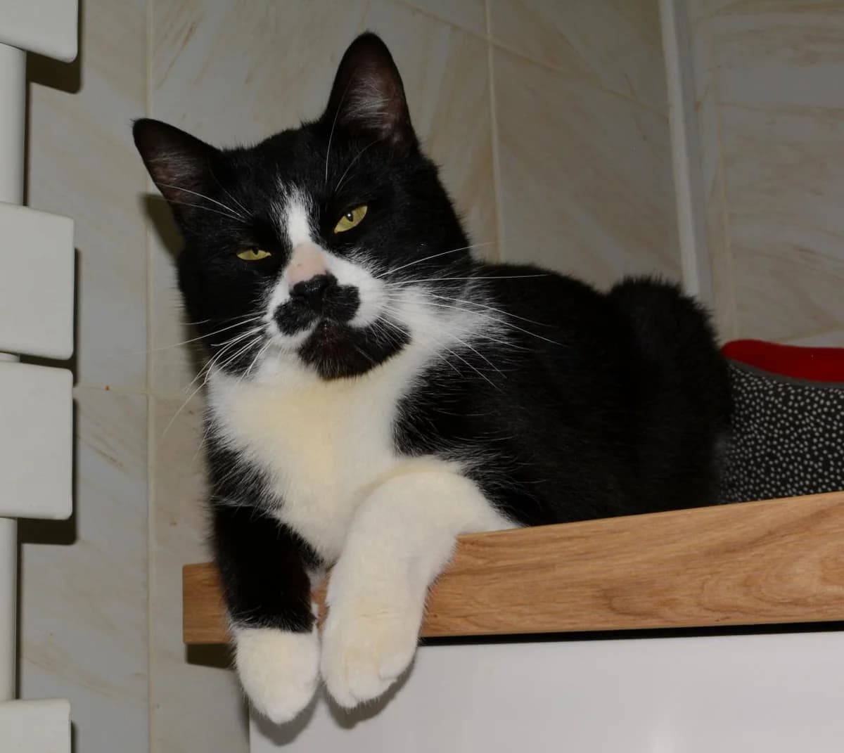 Apache, male European Shorthair for adoption at Le Regroupement Des Chats Perdus