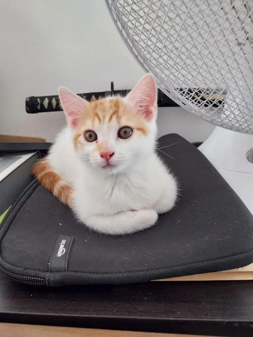Billy Boy, Roux et Blanc - Pelage : court Castratio male puppy European Shorthair for adoption at Le Regroupement Des Chats Perdus