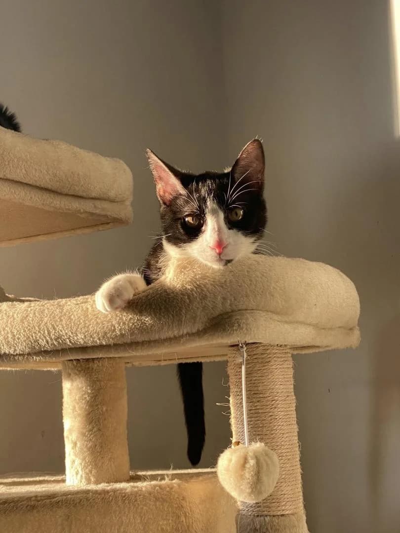 Birus, Noir et blanc - Pelage : court Castré Te male young European Shorthair for adoption at Le Regroupement Des Chats Perdus