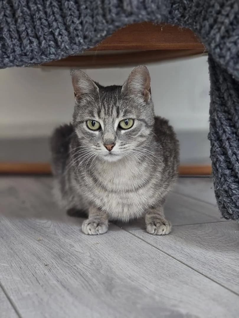 Bulle, Blue mackerel tabby - Pelage : court Sté female young European Shorthair for adoption at Le Regroupement Des Chats Perdus