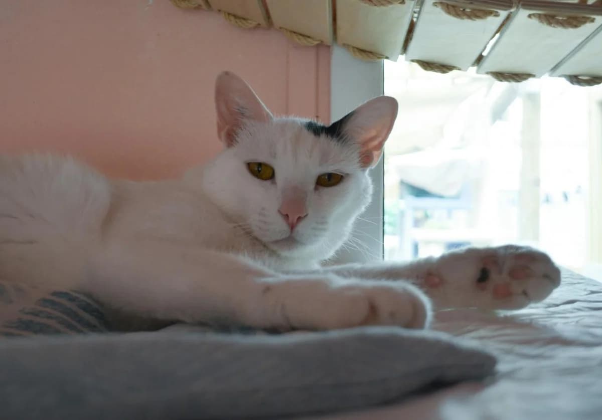 Choco, Noir et Blanc - Pelage : court Castré Te male 5yo European Shorthair for adoption at Le Regroupement Des Chats Perdus
